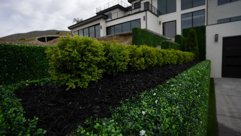 Lush green hedges lined with dark mulch in front of a modern home.